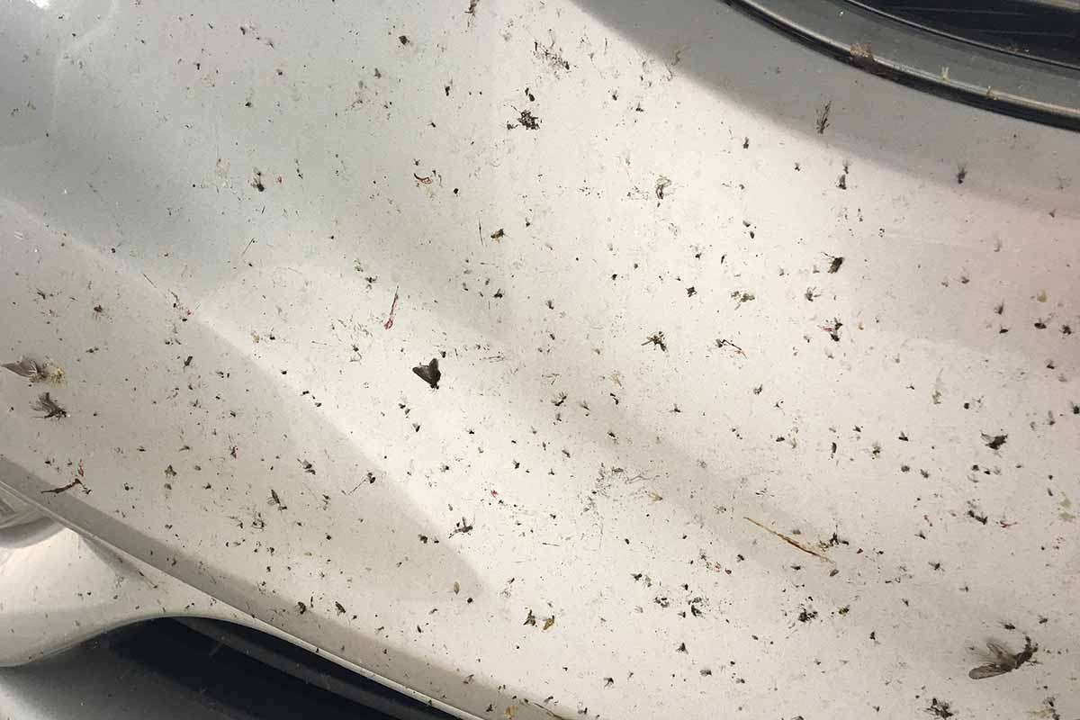 how to remove bugs from car without damaging paint